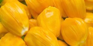 Jackfruit Pulp