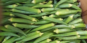 Fresh Green Lady Finger