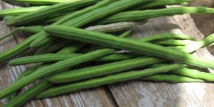 Fresh Green Drumstick