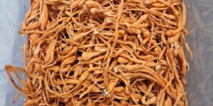 Dried Cordyceps Militaris Premium Mushroom Fruiting Body