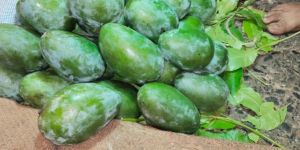 Ashina Raw Mango