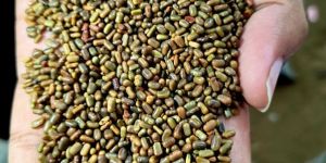 Dhaincha Seeds