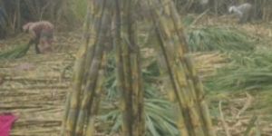 Fresh Sugarcane