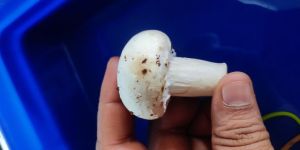 Fresh White Button Mushrooms