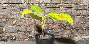 Blood Banana Plant