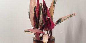 Calathea Plant