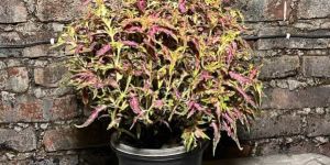 Coleus Plant