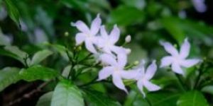 Jasmine Plants