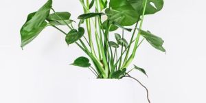 Monstera Deliciosa Plant