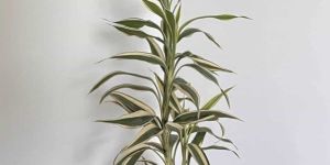 White Lucky Bamboo Plant