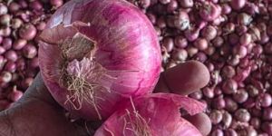 Nasik Red Onion