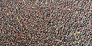 Black Mustard Seeds