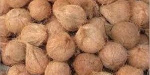 Semi Husked Coconuts