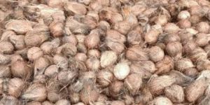 Pollachi Coconut