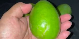 Fresh Green Lemon