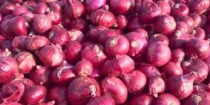 Fresh Nashik Red Onions