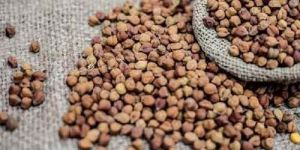Dried Desi Chana