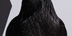 Kadaknath Chicken