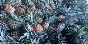 Fresh Pineapples