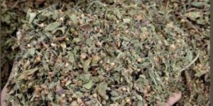 Dried Tulsi Leaves