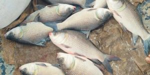 Fresh Rohu Fish