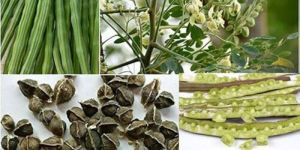 Moringa Oleifera Seeds