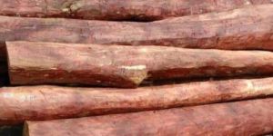 Red Sandalwood