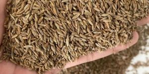 Brown Cumin Seed