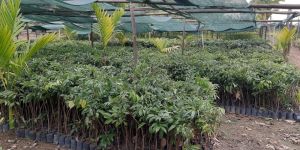 Hybrid Seedless Litchi Plant