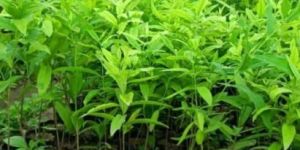 Well Drained White Sandalwood Plant