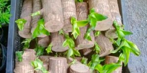 Wooden Brazilian Lucky Wood