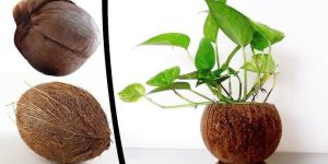 Coconut Shell Planter
