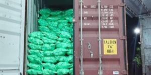 Semi Husked Coconuts