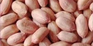 Groundnut Seeds