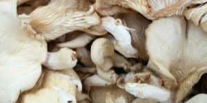 Dry Oyster Mushroom