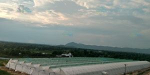 Agricultural Green Houses