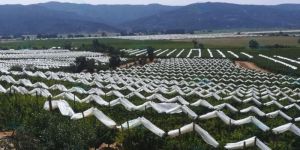 Anti Hail Shade Net House for Apple Orchards