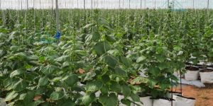 Double Layer Net House