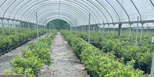 Low Cost Tunnel Single Span Poly House