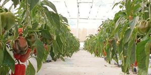 Shade Net House for Red & Yellow Capsicum