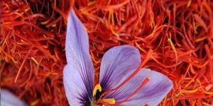 Organic Kashmiri Saffron