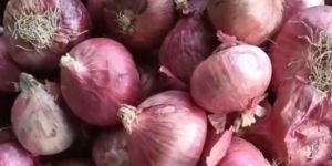 Big Onion
