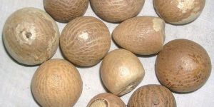 Areca Betel Nuts