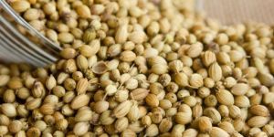 Natural Dried Coriander Seeds
