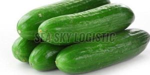 Fresh Cucumbers