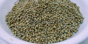 Green Millet