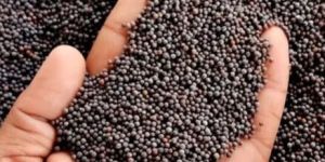 Black Mustard Seeds