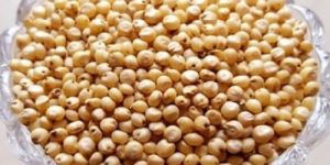 Pearl Millet