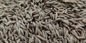 Cumin