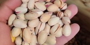 Pistachio Pista Nuts